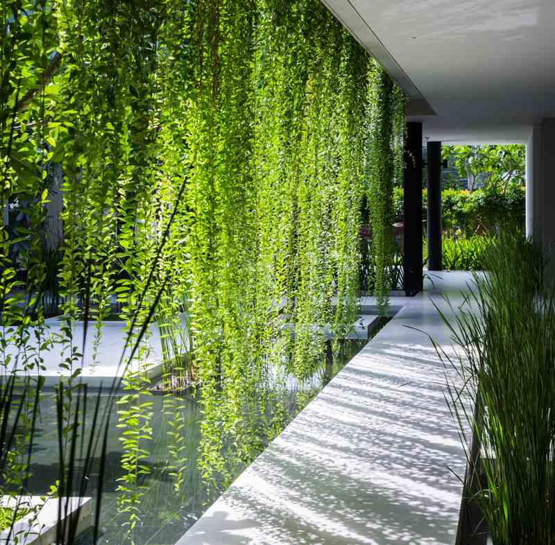 vertical-jardim-que-idéias-escalada-plantas-jardim-caminho-cercado