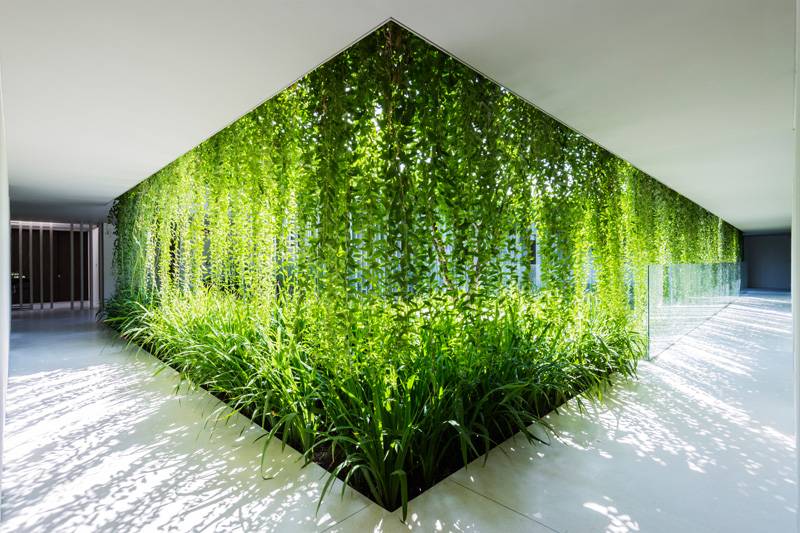 vertical-jardim-privacidade-proteção-vidro-escalada-plantas-ideias-moderno