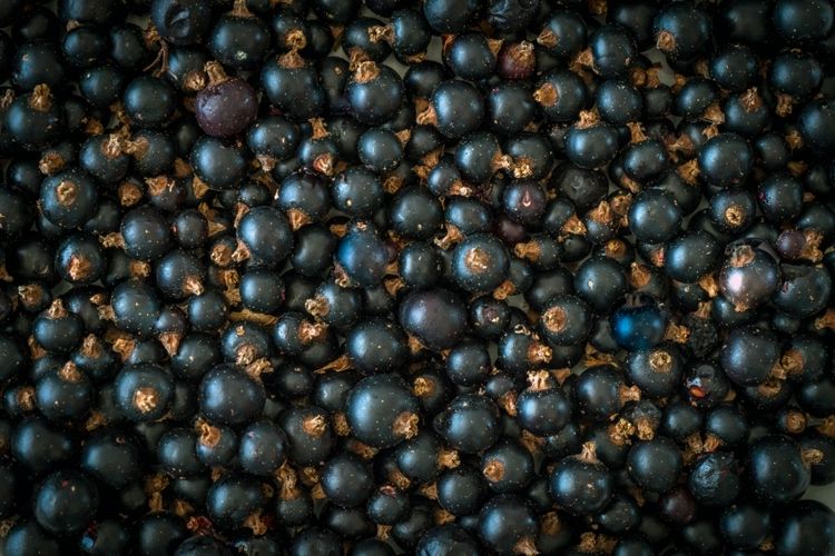 A groselha preta Ribes nigrum