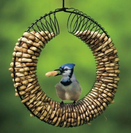 Construa um alimentador de pássaros Idéias de design faça você mesmo Dicas