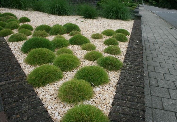 design-front-yard-easy-care-bearskin-grass-beige-gravel