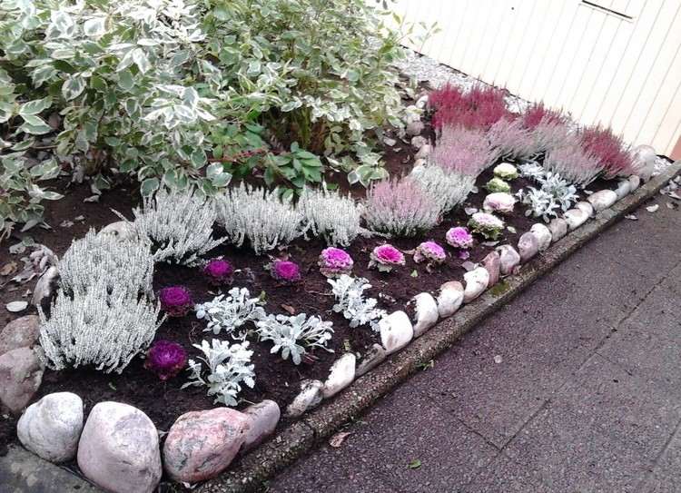 front-garden-design-easy-care-eriken-silver-leaf-ornamental repolho