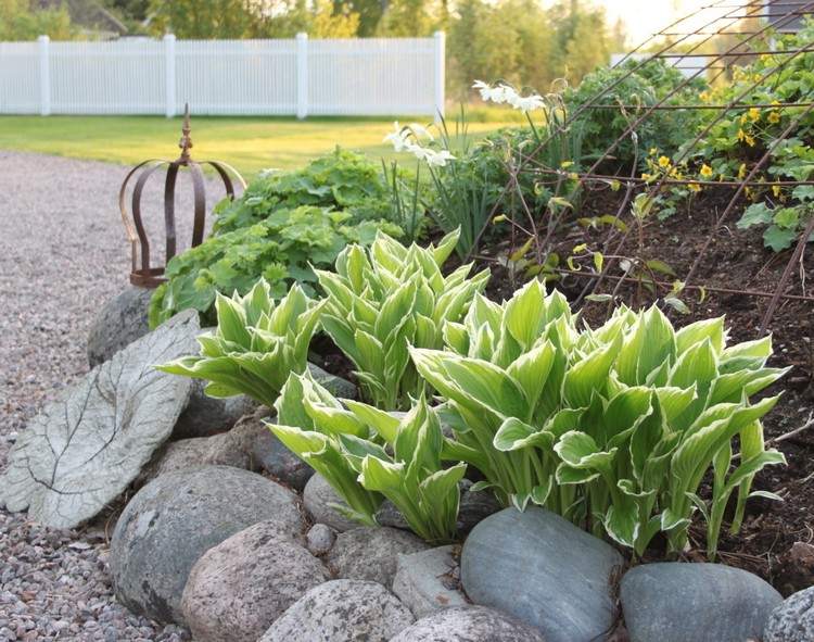 front-garden-design-easy-care-funkia-stones-border
