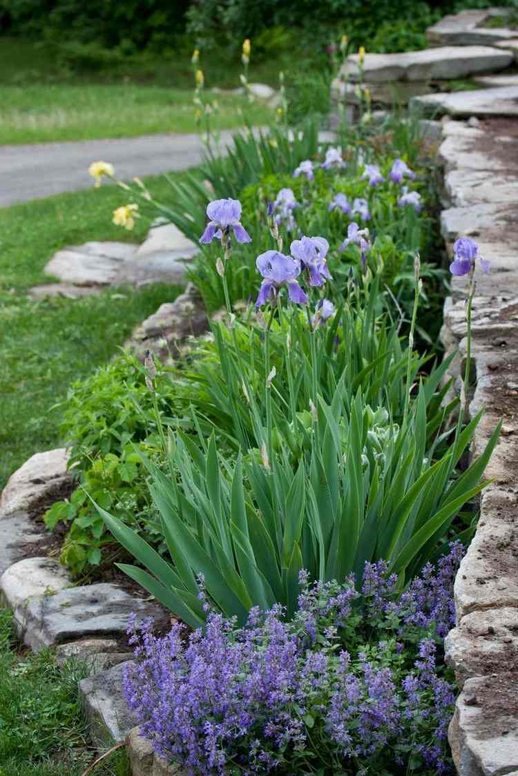 design-front-yard-easy-care-irises