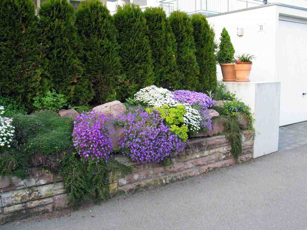 Coberturas perenes Thuja estofadas com vegetação suspensa