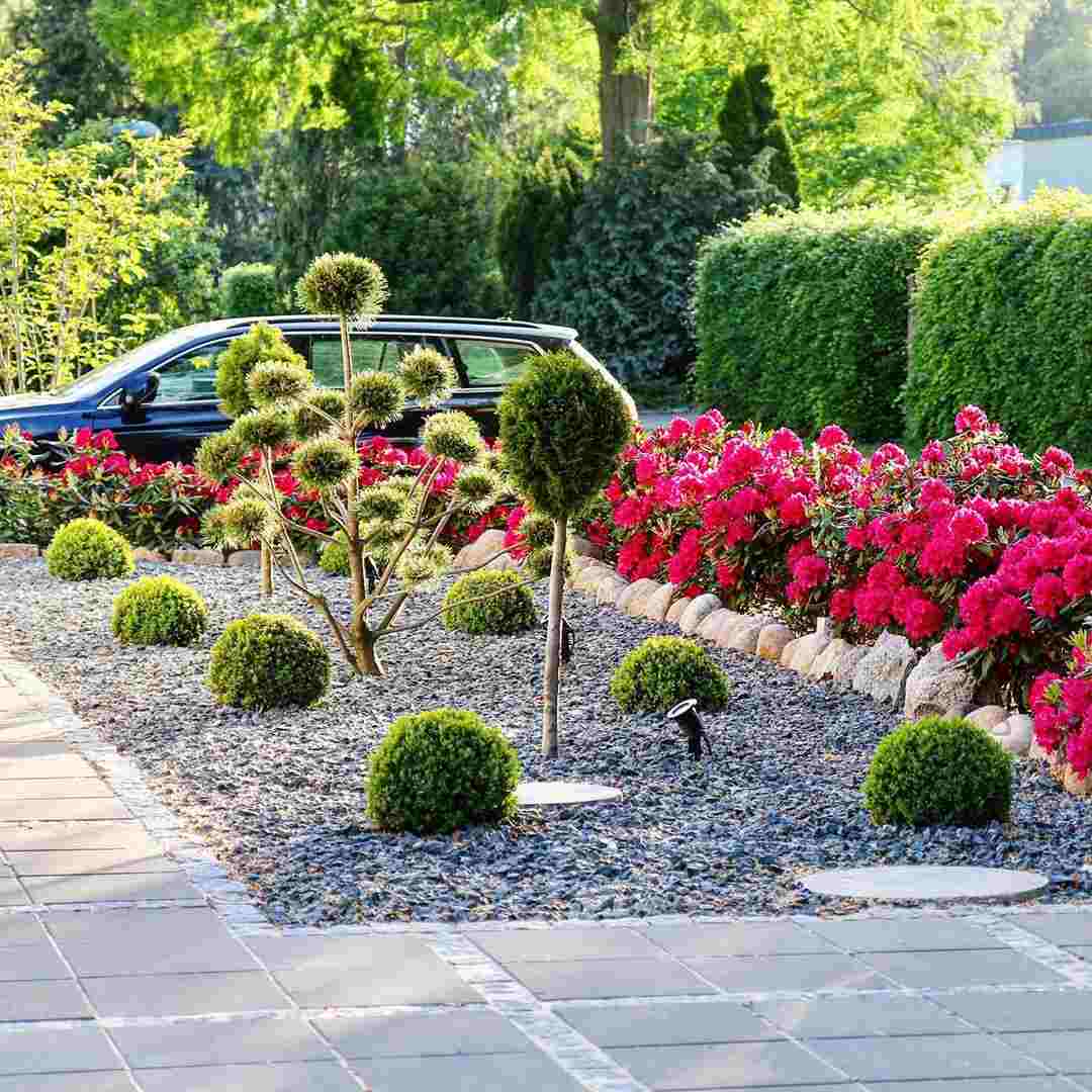 Jardim frontal moderno bolas de buxo plantas lenhosas rododendros lascas de ardósia