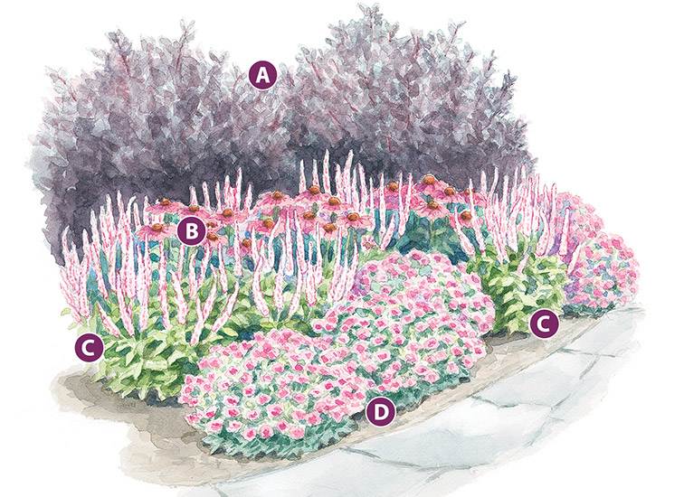 Projete o jardim da frente em plantas perenes rosa para um local ensolarado