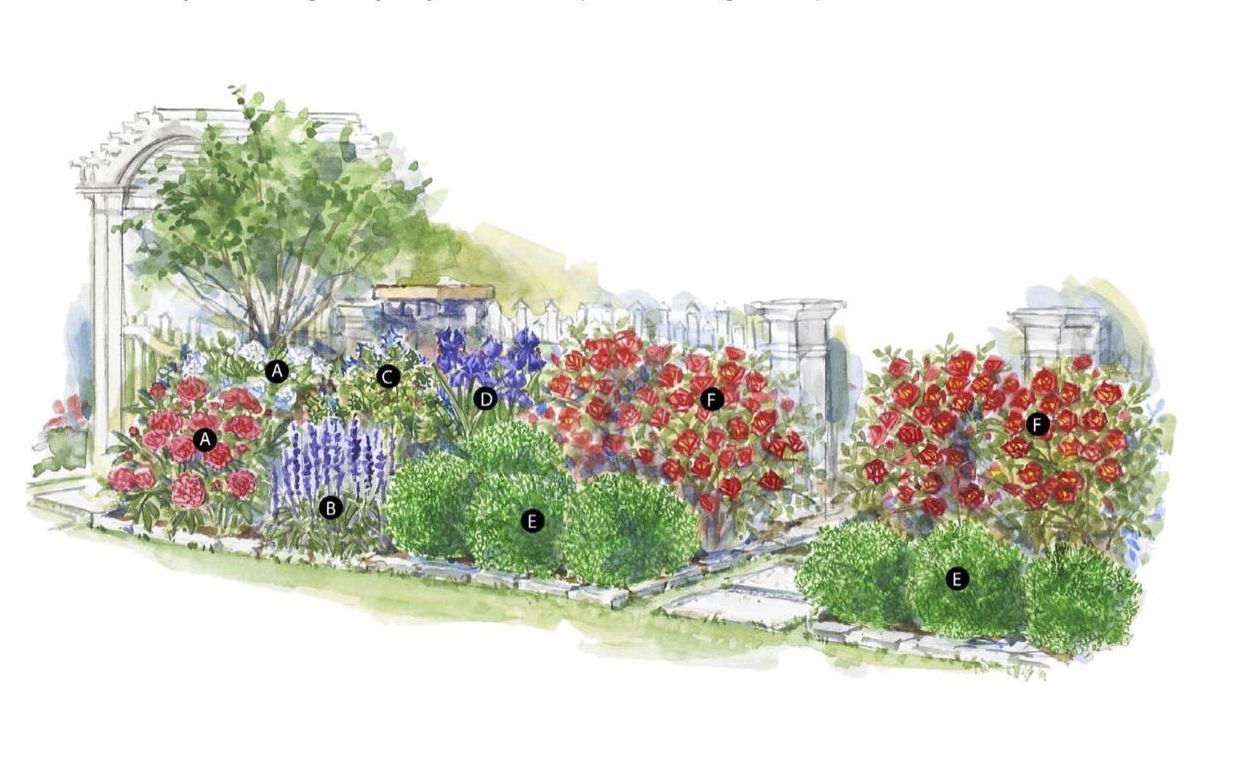 Plano de plantio jardim da frente rosas ensolaradas arbustos perenes perenes