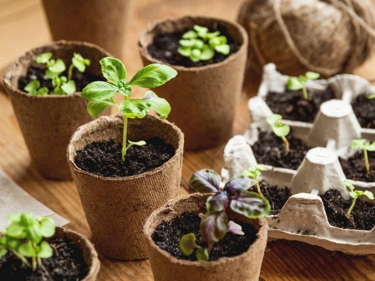 Vasos de cultivo feitos de papelão ou caixa de ovos