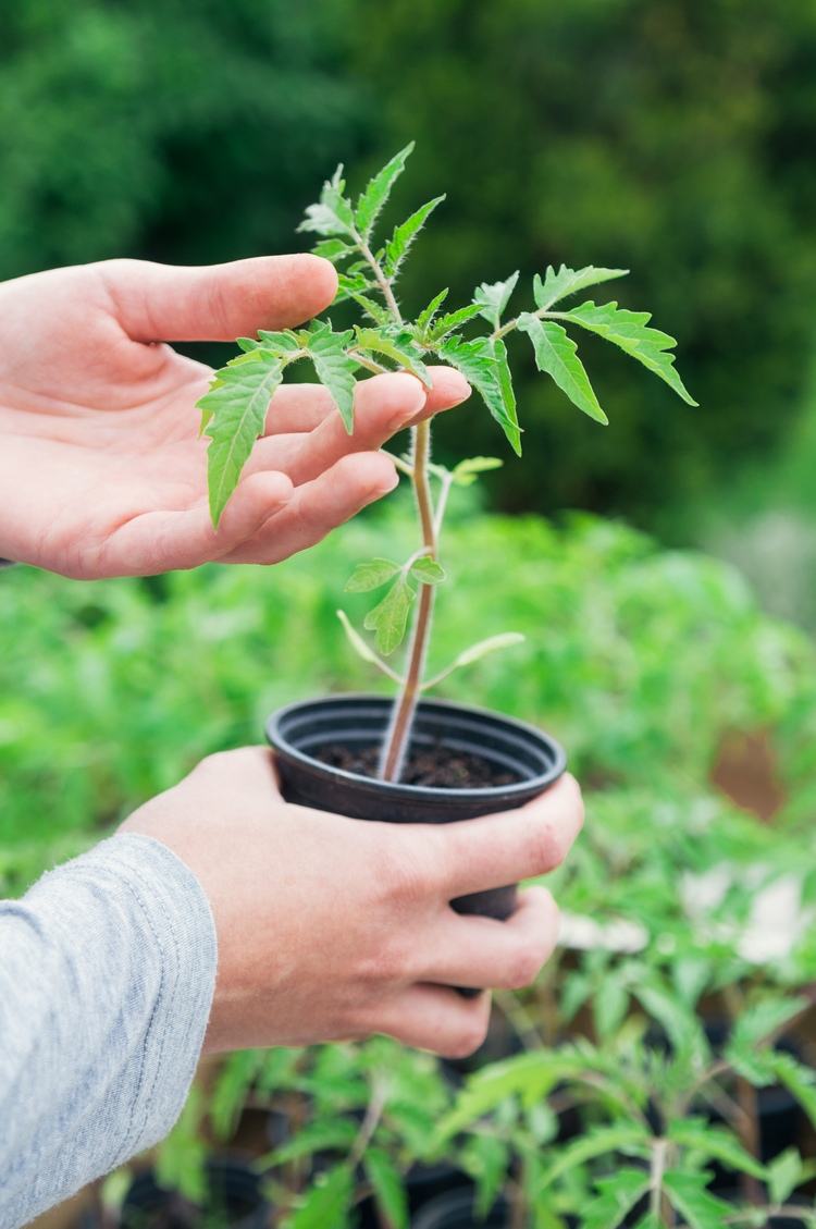 Endureça as mudas antes de transplantá-las para o campo