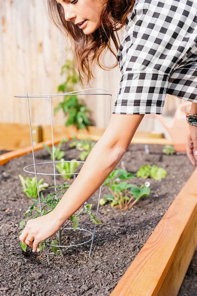 Plante mudas de tomate em canteiro elevado