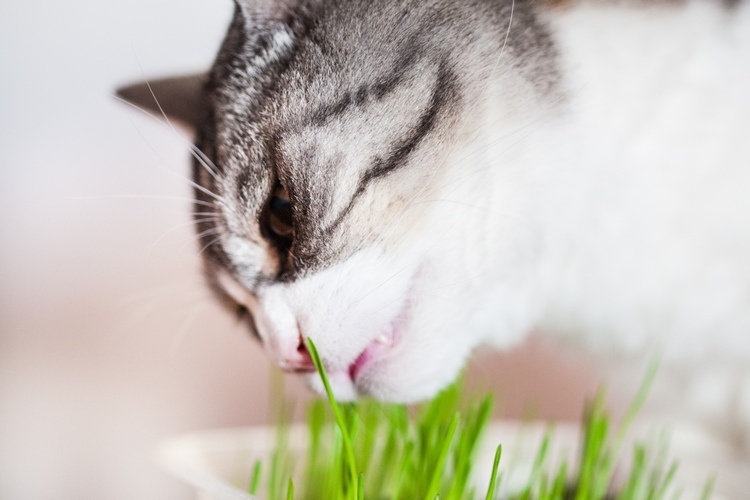 gatos gostam de comer verduras frescas