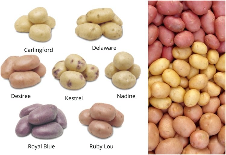 Diferentes tipos de batata têm um índice glicêmico diferente