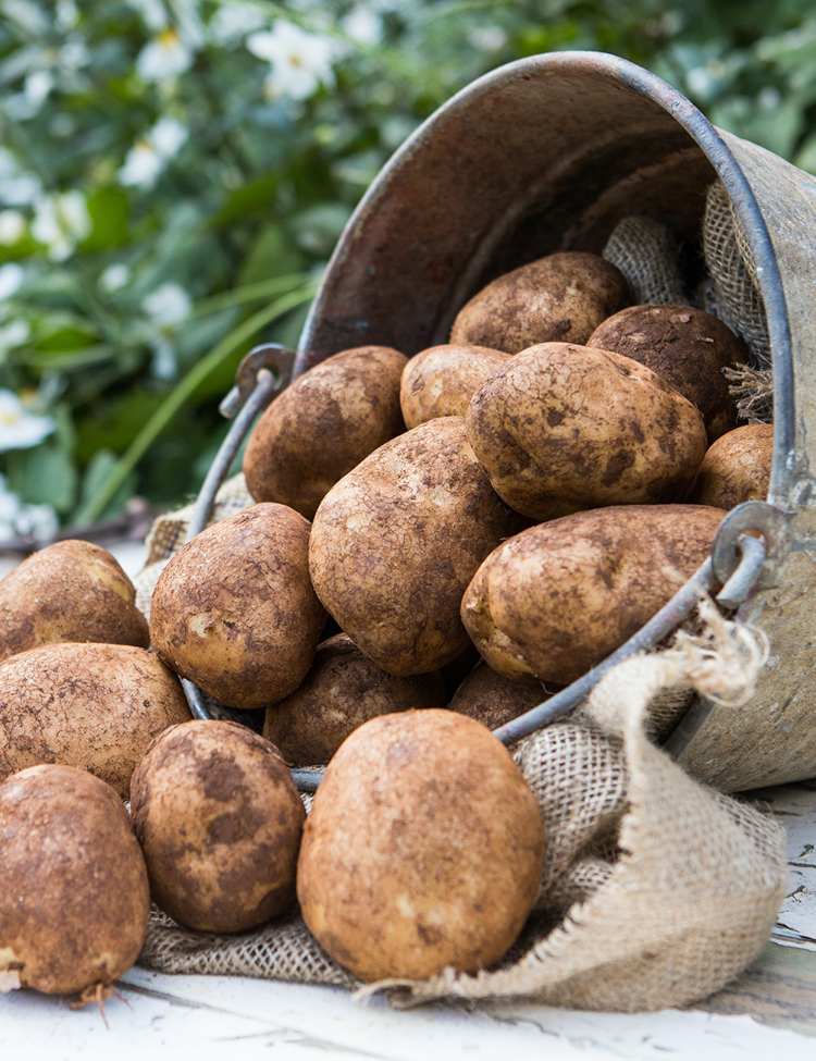 índice glicêmico nicola da batata baixo