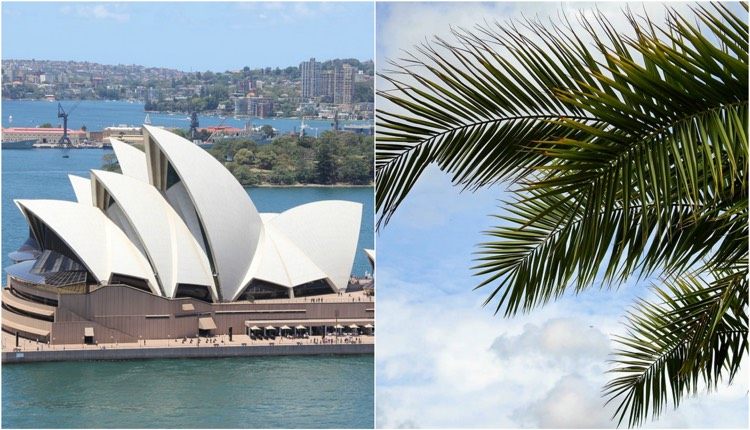 what is bionics-examples-architecture-sydney-opera-house-palm fronds