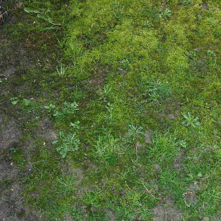 cobertura vegetal contra musgo melhorando a qualidade do solo