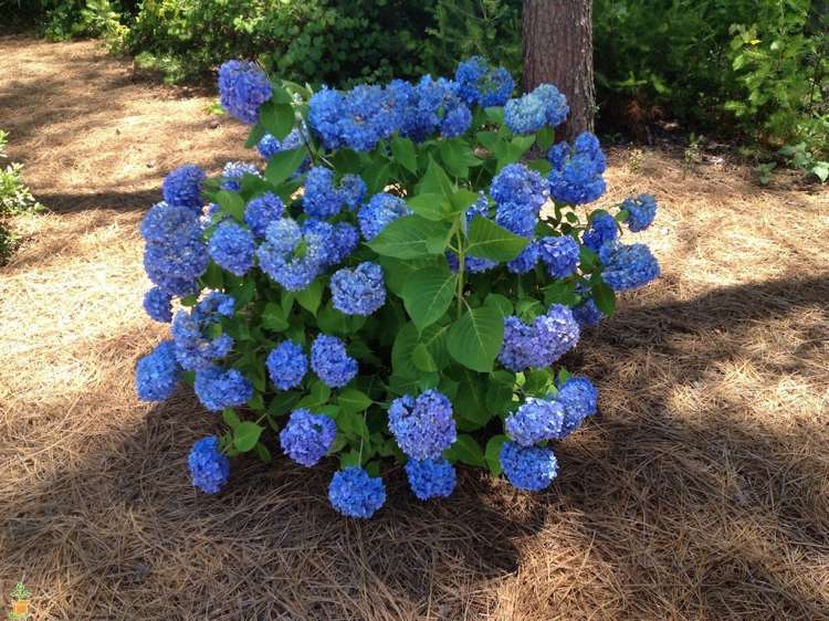 hortênsias-mulches-pinheiro-agulhas-azedo-solo-amor-azul