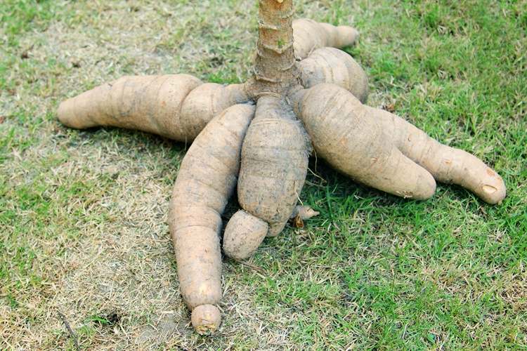 Amido de tapioca é feito de raízes de mandioca