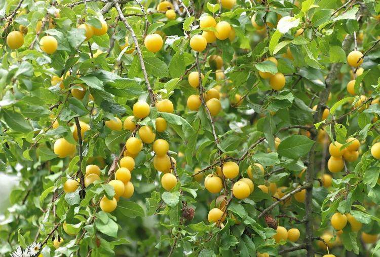 plantas-sob-frutas-árvores-pomar-árvore-frutas-amarelo-mirabelle