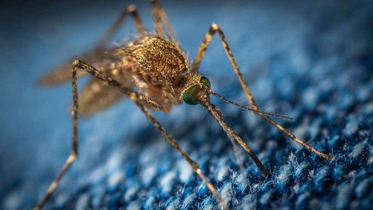 Close-up de um mosquito no quarto