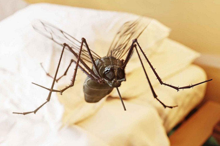 O que fazer para se livrar do mosquito no quarto