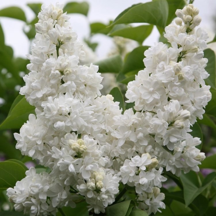 perenes com floração branca lilás comum branco