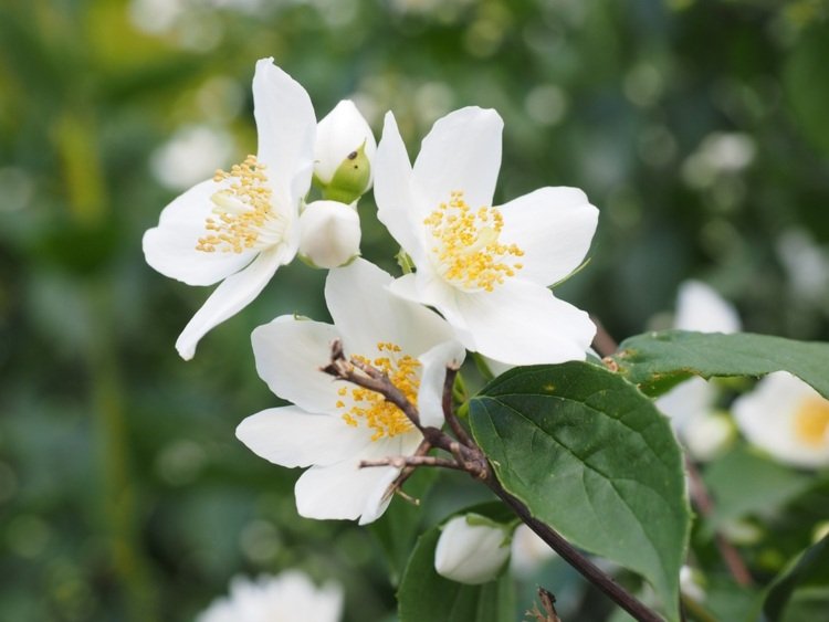 arbusto perene com flor branca
