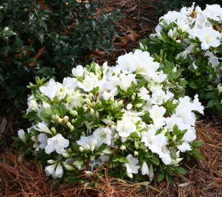 flores perenes brancas cuidados com rododendros