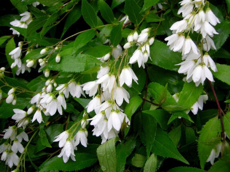 perenes de floração branca deutzie care