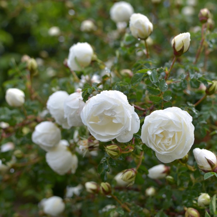roseira perenes com floração branca