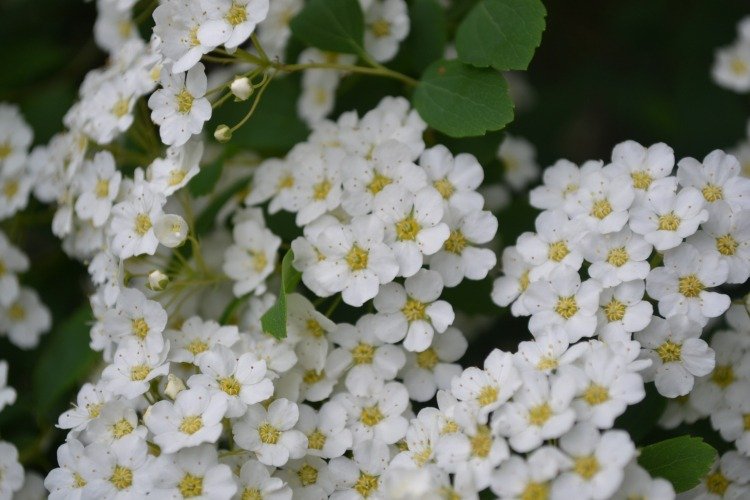 perenes herbáceas de floração branca