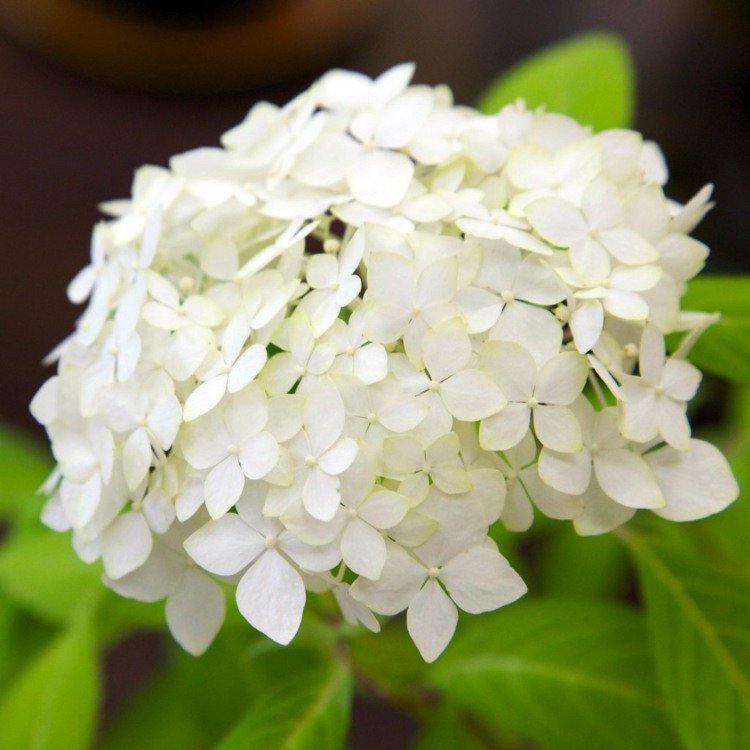 floração branca perenes cuidados com hortênsias