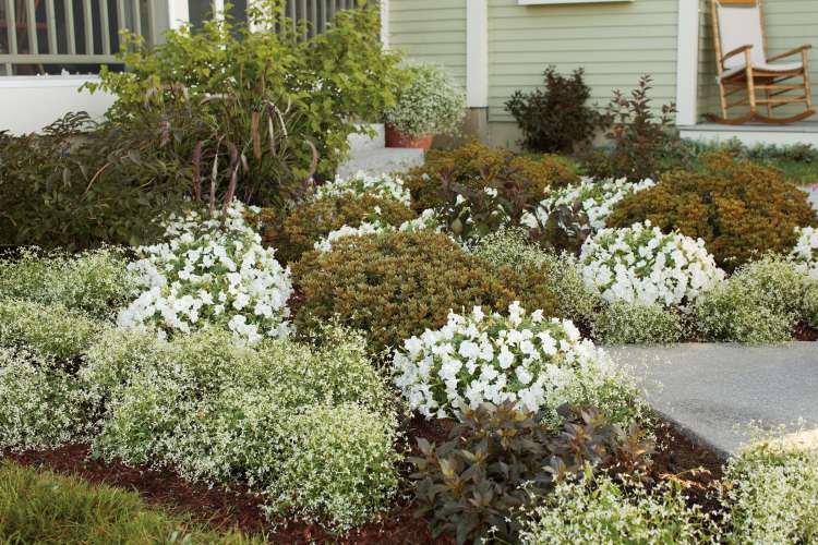 perenes com floração branca e jardim da frente da cobertura do solo