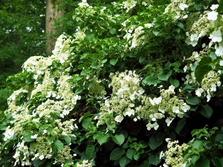 Flores brancas de hortênsia trepadeira adequadas para crescer em caramanchão