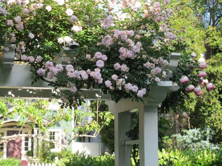 Traga rosas trepadeiras brilhantes e florescentes em uma pérgula branca e embeleze a área do jardim