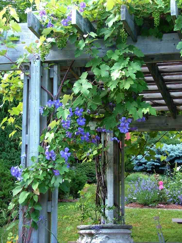 Planta violeta lilás clematite cresce na madeira para criar uma atmosfera animada no jardim