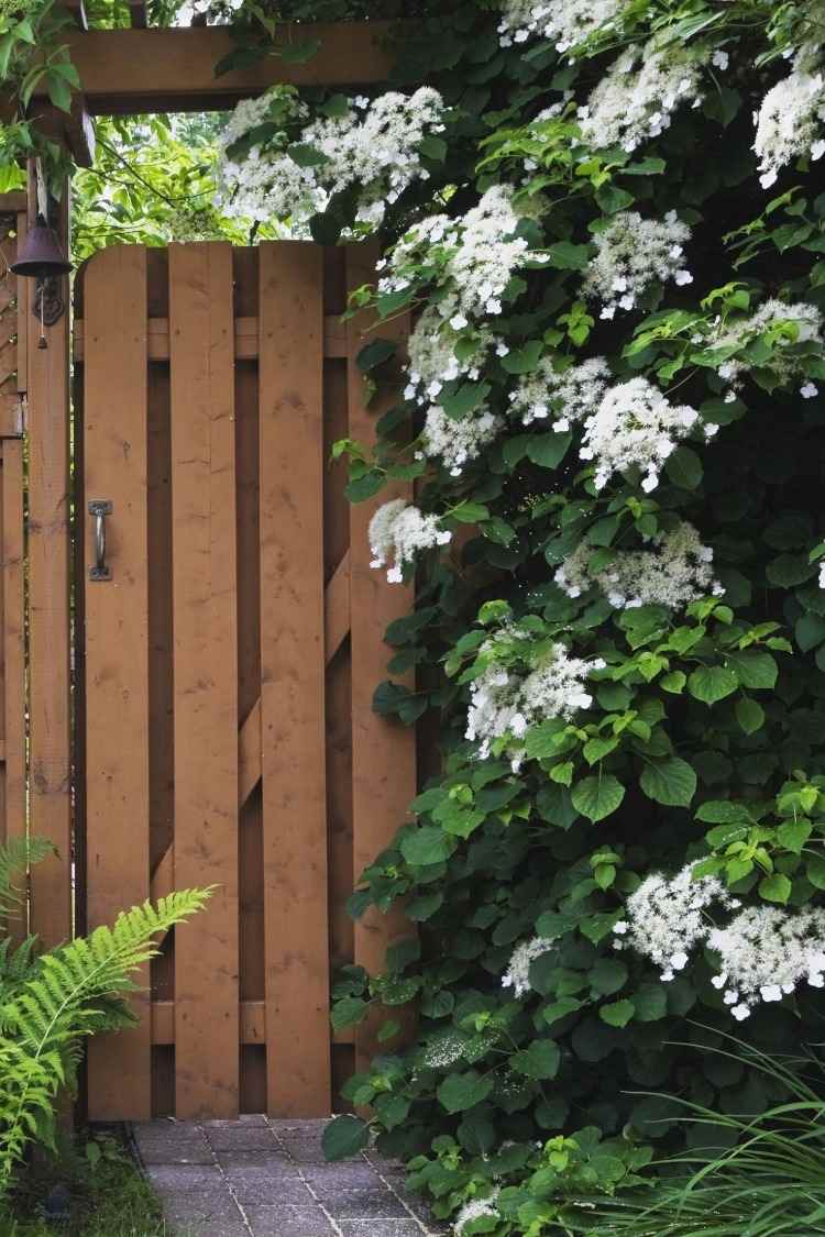 portão para o jardim flores brancas de hortênsia trepadeira adequadas para crescer no gazebo