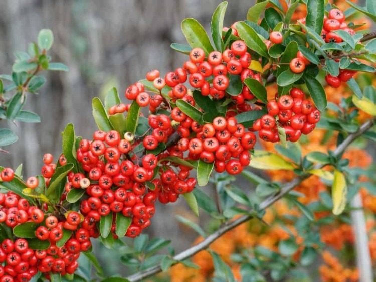 Firethorn com frutas crescendo na cerca do jardim como uma planta trepadeira
