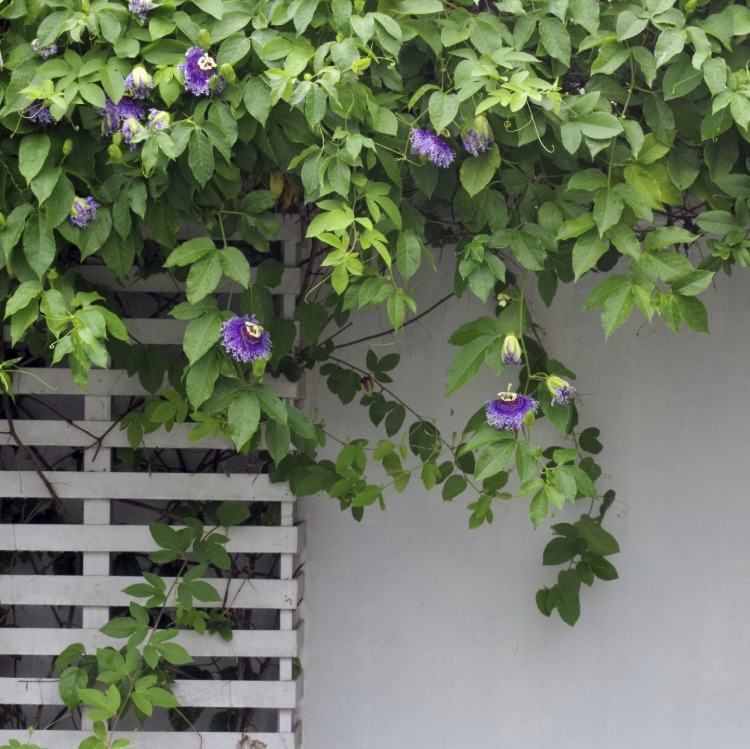 Flor da paixão com lindas flores lilases crescendo em um mirante branco na parede