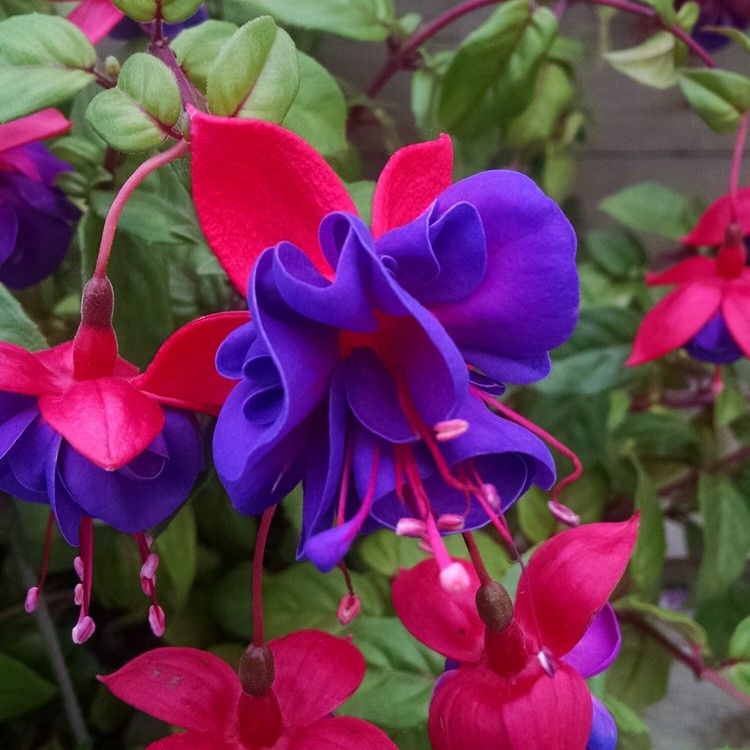 flores da varanda de fúcsia de longa floração, de maio a setembro