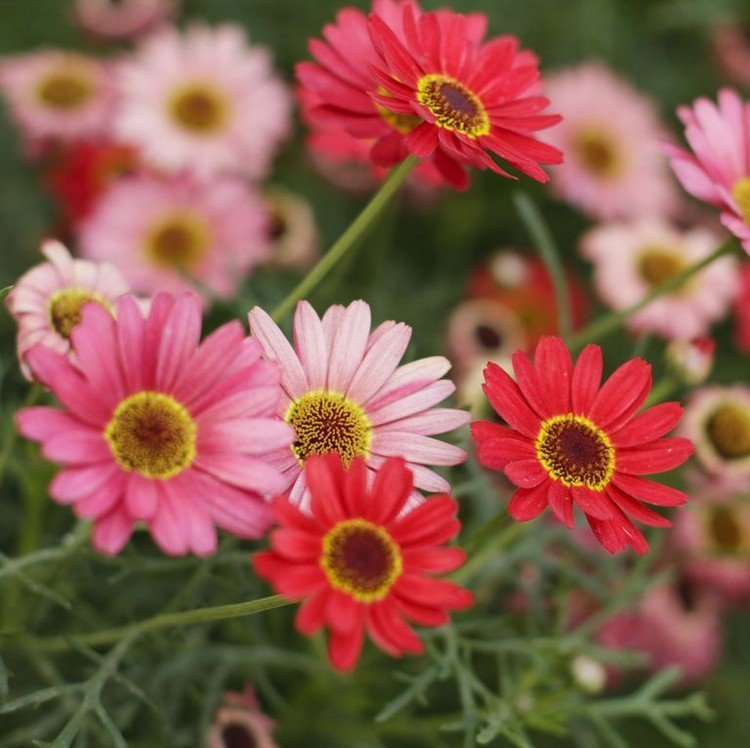 quais flores da varanda desabrocham todas as gérberas de verão