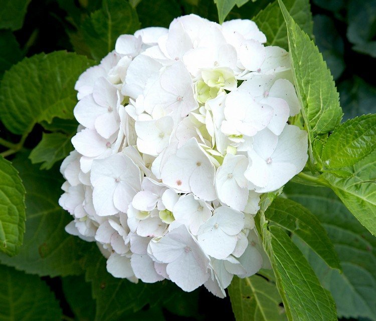 flores de longa floração de verão para hortênsias de varanda