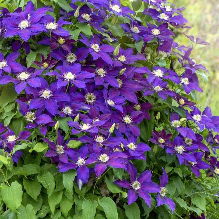 flores de florescência comprida na varanda com dicas de cuidados clematite