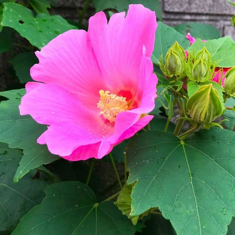 Falcão rosa de flor longa para instruções de cuidados no verão