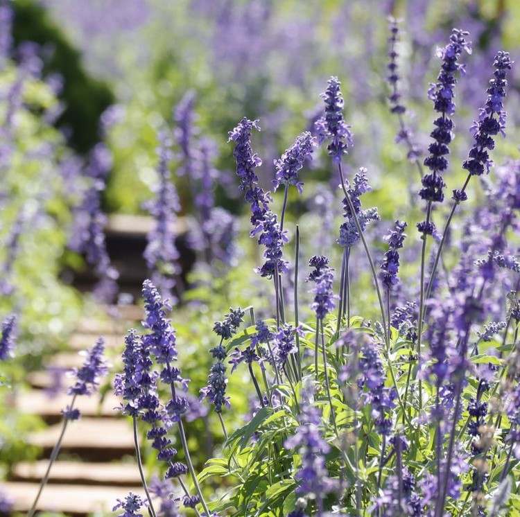 plantas com flores longas para varandas e sálvia da estepe sombra parcial
