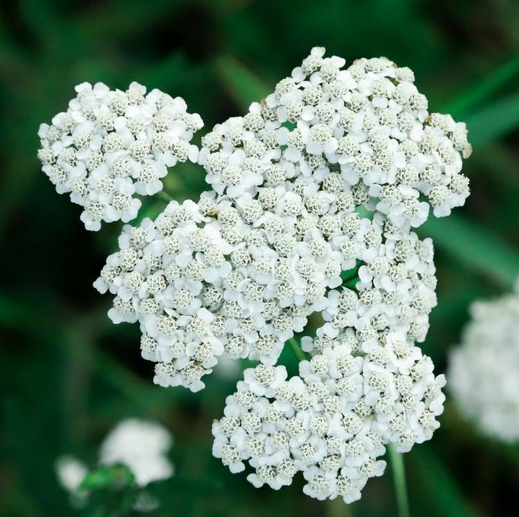 flores de florescência longa para sacada mil-folhas brancas para banheiras