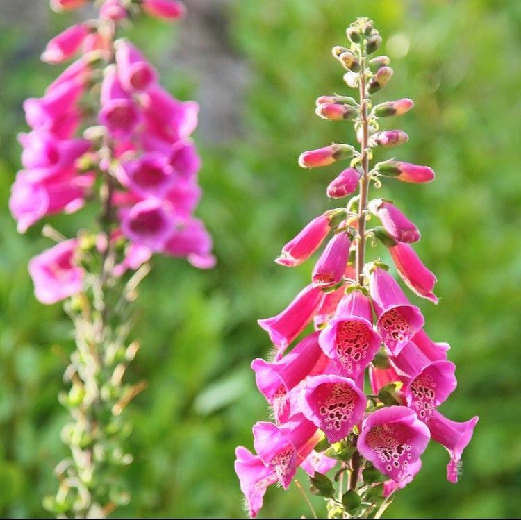 Plante dedaleiras de flores longas para varanda
