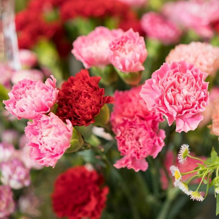 flores de longo desabrochar de verão para varandas e vasos de cravos