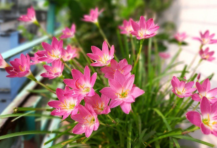 Que flores de varanda os lírios florescem durante todo o verão