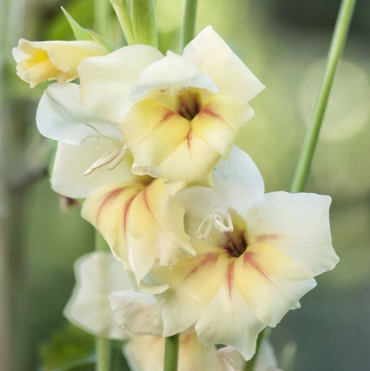Flores de florescência comprida para canteiros de flores e vasos de gladíolos